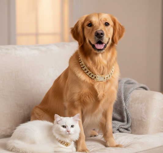 Pet Gold Plated Chain